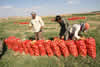 culture agricole: champ de bl